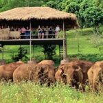 imagem do park de elefantes
