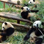 pandas