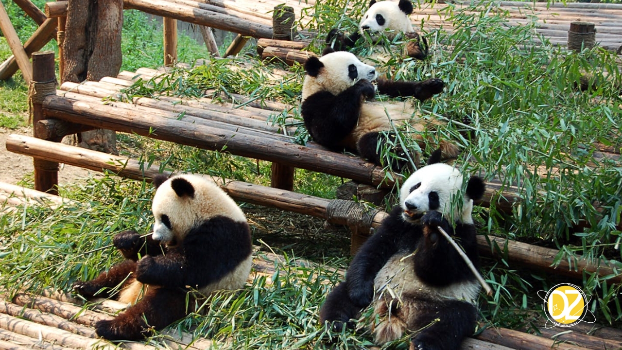 pandas
